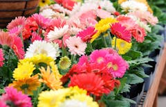 Gerberas of various colors, seated side by side in a large planter