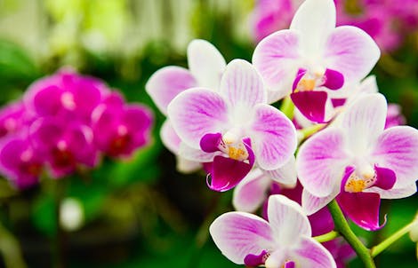 Photograph of phalaenopsis orchids