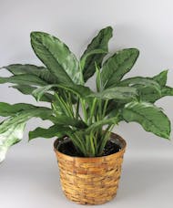 Chinese Evergreen
