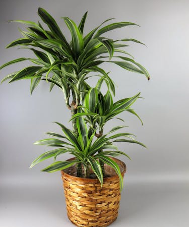 Corn Plant