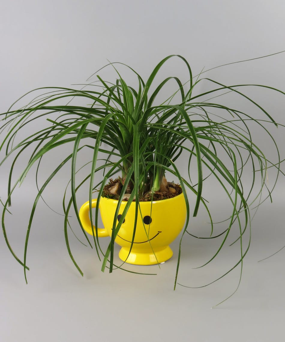 Yellow Happy Face Mug with plant