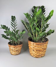 Zamioculcas Zamiifolia Plant 