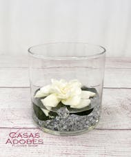 Gardenia in Glass