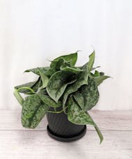 Silver Vine Pothos