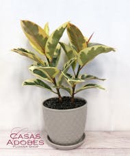 Variegated Ruby Ficus