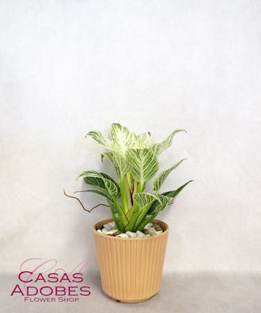 Philodendron Birkin