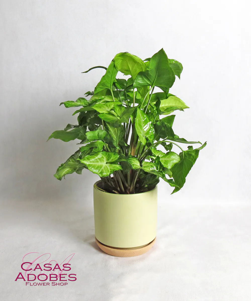 Nephthytis &amp; Green Plant Delivery | Tucson AZ Florist