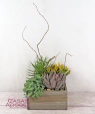 Sonoran Desert Garden
