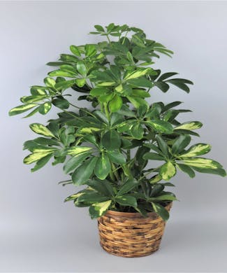 Indoor Green Plants Decor Tucson Az Plant Delivery Schefflera Plant