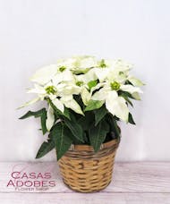 Poinsettias