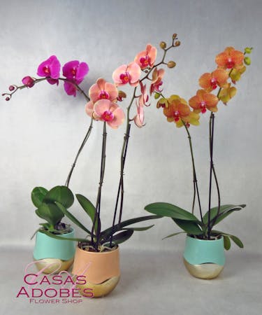 Colorful Orchid Plants