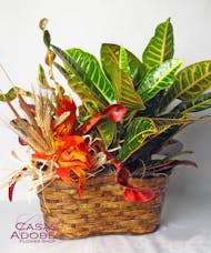 Croton Garden Basket