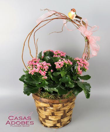 Tucson Az Kalanchoe Plant Delivery Casas Adobes Florist