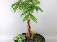 Potted plants